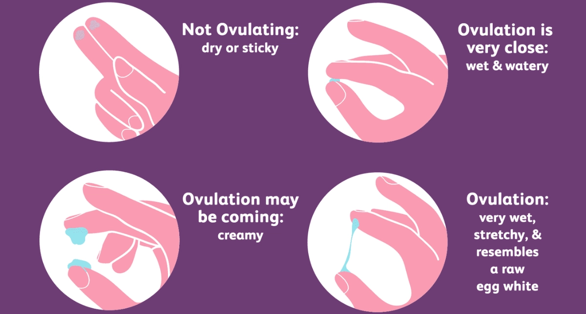 How to Track Ovulation: Signs, Tests & Fertile Window