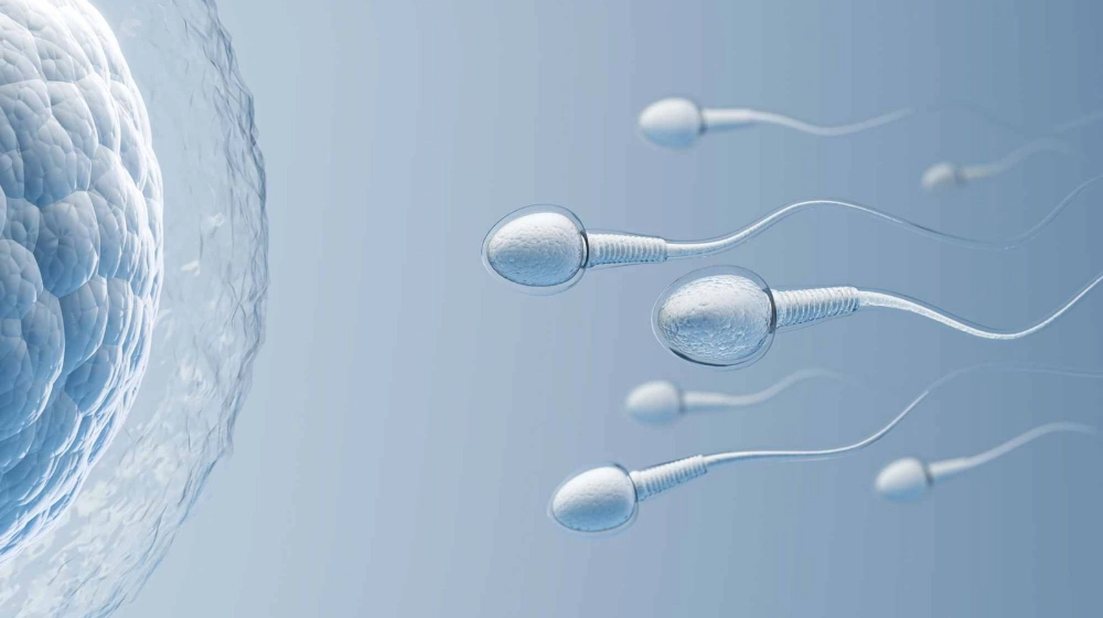 Foods to Increase Sperm Count Naturally: An Evidence-Based Guide