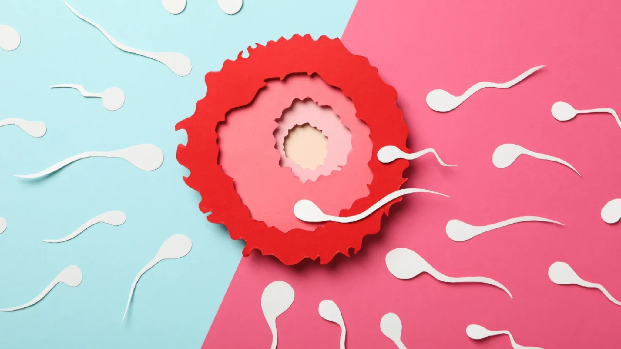 What Is Ovulation? Signs, Timing, Fertile Window and Pregnancy